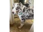 Adopt Bentley a White - with Gray or Silver Australian Shepherd / Mixed dog in