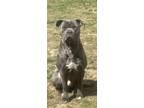 Adopt Banner a Brindle Cane Corso / American Pit Bull Terrier / Mixed dog in
