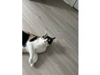 Adopt Bella a Calico or Dilute Calico Calico / Mixed (short coat) cat in Durham