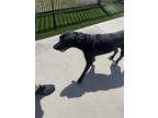 Adopt Roscoe a Black - with White Labrador Retriever / Catahoula Leopard Dog /