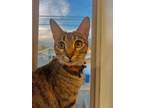 Adopt Athena a Tiger Striped Domestic Shorthair / Mixed (short coat) cat in La