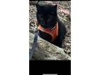 Adopt William aka Billy a Black (Mostly) Domestic Shorthair / Mixed (short coat)