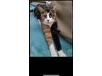Adopt Luna and Lyra a Calico or Dilute Calico Calico / Mixed (short coat) cat in
