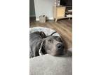 Adopt Charlie a Gray/Blue/Silver/Salt & Pepper Labrador Retriever / Mixed dog in