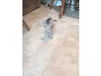 Adopt Dinkus a Tiger Striped Tabby / Mixed (short coat) cat in Unionville