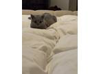 Adopt Huraira a Gray or Blue British Shorthair / Mixed (short coat) cat in