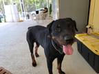 Adopt Snickers a Black - with Tan, Yellow or Fawn Rottweiler / Mixed dog in