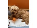 Adopt Teddy a Tan/Yellow/Fawn Cavapoo / Mixed dog in Waukesha, WI (41500688)