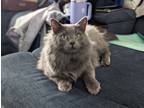 Adopt Poblano a Gray or Blue Russian Blue / Mixed (long coat) cat in Georgetown