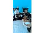 Adopt Mary a Calico or Dilute Calico American Shorthair / Mixed (short coat) cat