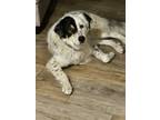 Adopt Fynn a White - with Black Great Pyrenees / Mixed dog in Hendersonville
