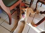 Adopt Charli a Tan/Yellow/Fawn - with White German Shepherd Dog / Mixed dog in