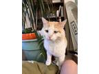 Adopt Carhartt a Orange or Red Tabby Domestic Shorthair / Mixed (short coat) cat