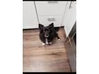 Adopt Millie a Black - with White Papillon / Pomeranian / Mixed dog in