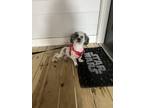 Adopt Milo a Black - with White Shih Tzu / Bichon Frise / Mixed dog in Greer
