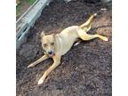 Adopt Mercy a Tan/Yellow/Fawn - with White Australian Cattle Dog / Mutt / Mixed