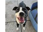 Adopt TYRA a Pit Bull Terrier, Mixed Breed
