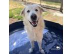Adopt NELLY a Great Pyrenees