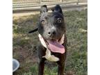 Adopt LEISEL a American Staffordshire Terrier, Mixed Breed