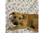 Adopt TAWNY a Pit Bull Terrier