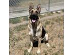 Adopt KIZZY a German Shepherd Dog, Mixed Breed