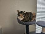 Adopt Pickles a Brown Tabby Domestic Mediumhair / Mixed (medium coat) cat in