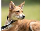 Adopt Ruby a Mixed Breed (Medium) / Mixed dog in Kalamazoo, MI (41502064)