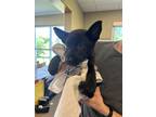 Adopt Sequoia a Black - with White Mixed Breed (Medium) / Mixed dog in
