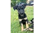 Adopt Daisy a Black - with Tan, Yellow or Fawn Shepherd (Unknown Type) / Husky