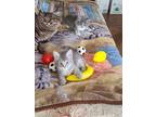 Adopt They are 4 kittens a Gray or Blue Domestic Mediumhair / Mixed (medium