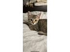 Adopt Camila a Tiger Striped Tabby / Mixed (short coat) cat in Irving