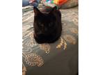Adopt Bagheera a All Black Domestic Shorthair / Mixed (short coat) cat in East