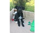 Adopt Madalyn a Black Labrador Retriever dog in Ola, AR (41502041)