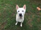 Adopt Titus a White Mixed Breed (Medium) dog in Ola, AR (41502040)