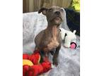 Adopt Hooch a Gray/Blue/Silver/Salt & Pepper Pit Bull Terrier dog in Ola