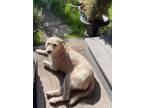 Adopt SURI a Cairn Terrier / Mixed dog in Auburn, WA (41502001)