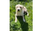 Adopt CATA a Cairn Terrier / Mixed dog in Auburn, WA (41502000)