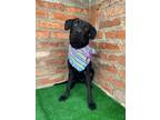 Adopt LOGAN a Black Labrador Retriever / Mixed dog in Auburn, WA (41501999)