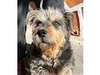 Adopt THEO a Border Terrier / Mixed dog in Auburn, WA (41501998)