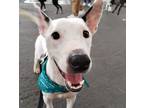 Adopt LUCIO a Bull Terrier / Mixed dog in Auburn, WA (41501996)