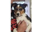 Adopt Lucy a Brown/Chocolate - with Black Jack Russell Terrier dog in