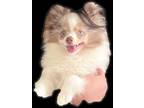 Adopt Gizmo a Merle Pomeranian / Mixed dog in Palmdale, CA (41501882)