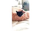 Adopt BINX a All Black American Shorthair / Mixed (short coat) cat in Long