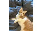 Adopt Jones a Orange or Red Tabby Domestic Shorthair (short coat) cat in Crown