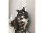 Adopt Rapunzel a Calico or Dilute Calico Siberian / Mixed (long coat) cat in