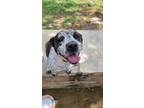 Adopt Gemma SC a Blue Heeler / Mixed dog in San Angelo, TX (41501865)