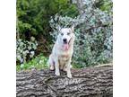 Adopt Biscuit a Gray/Silver/Salt & Pepper - with White Husky dog in Vail