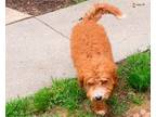 Adopt Ginger Jean a Brown/Chocolate - with White Poodle (Toy or Tea Cup) / Mixed