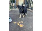 Adopt Coco a Black - with Tan, Yellow or Fawn Shepherd (Unknown Type) / Husky
