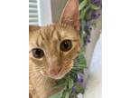 Adopt Rico a Orange or Red Domestic Shorthair / Mixed (short coat) cat in